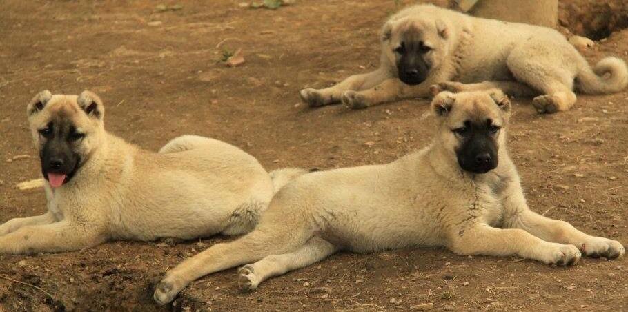 Kangal Coban Kopegi