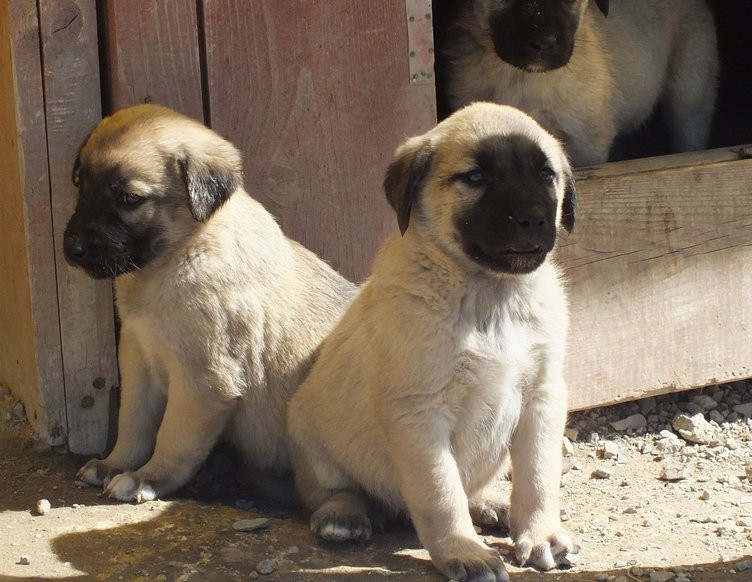 Kangal Coban Kopegi