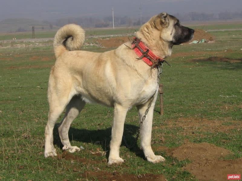 Kangal Coban Kopegi