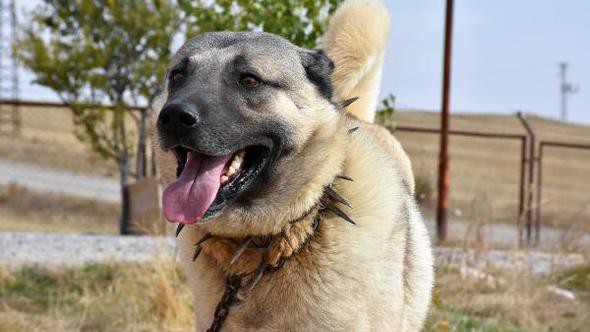 Kangal Coban Kopegi