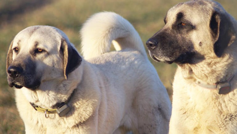 Kangal Coban Kopegi