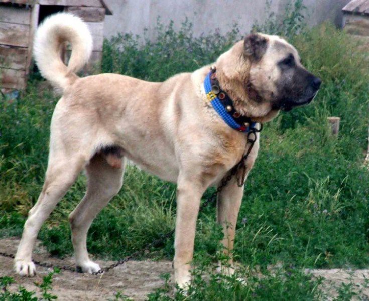 Kangal Coban Kopegi