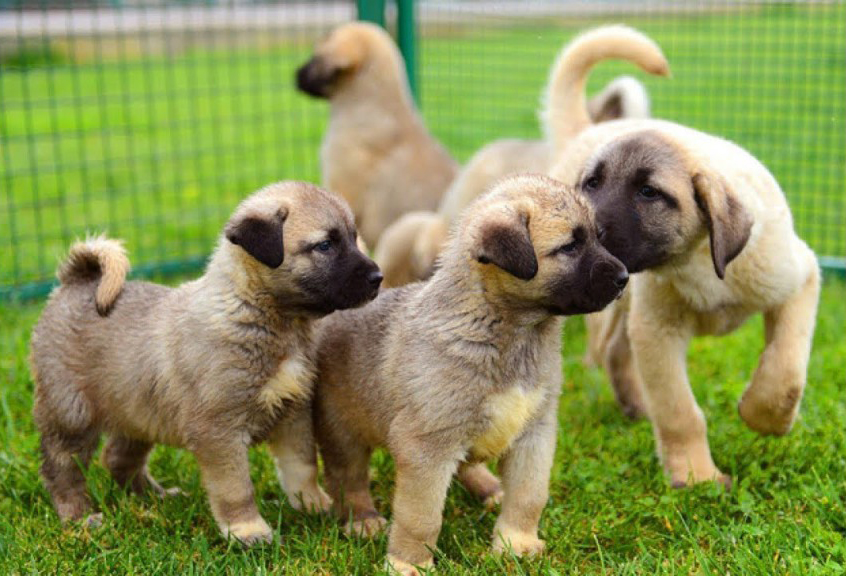 Kangal Coban Kopegi