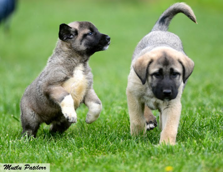 Kangal Coban Kopegi