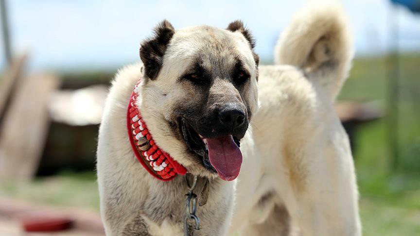 Kangal Coban Kopegi