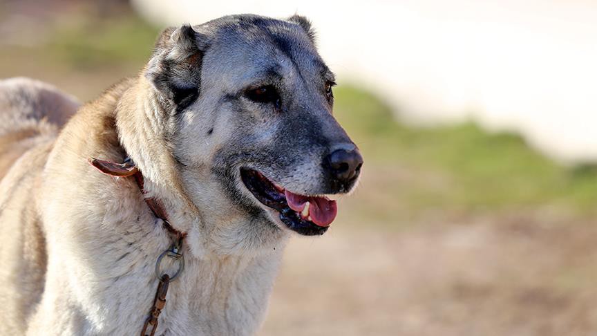 Kangal Coban Kopegi