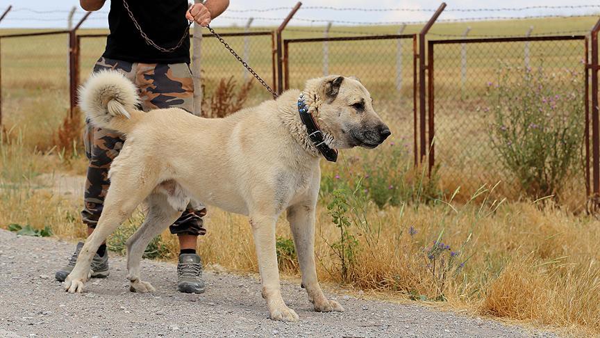 Kangal Coban Kopegi