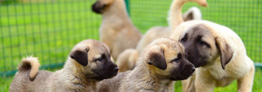 Kangal Coban Kopegi